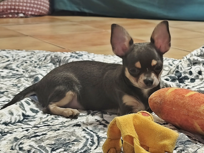 Perros Chihuahua en venta