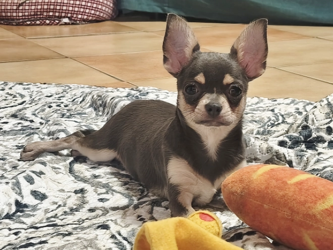 Perros Chihuahua en venta