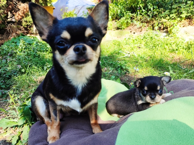 Chihuahua Welpe kaufen