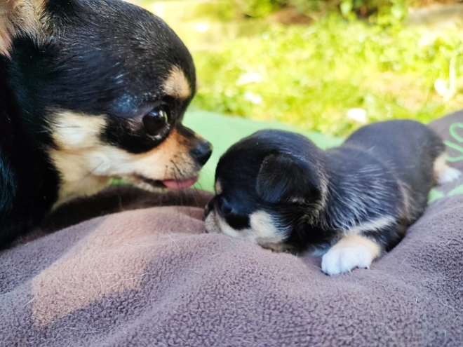 Chihuahua Welpe kaufen