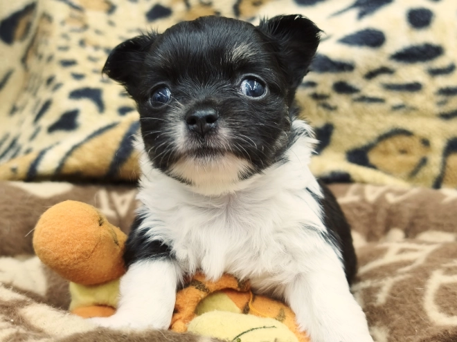 Chihuahua Welpe kaufen