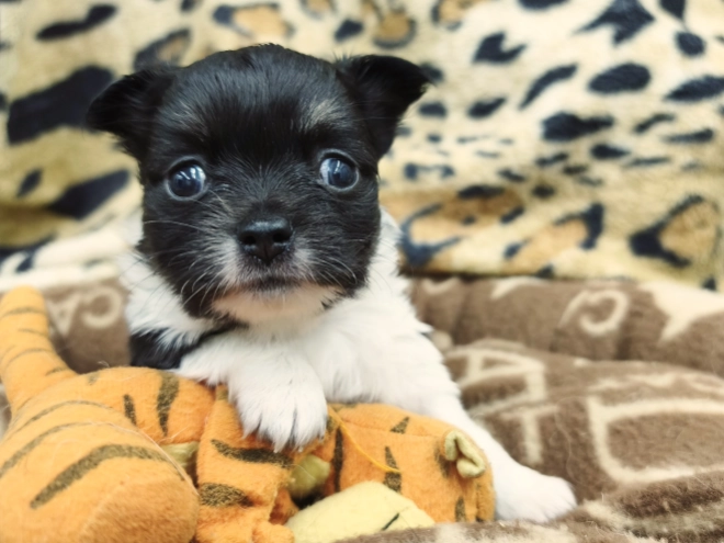 Chihuahua Welpe kaufen