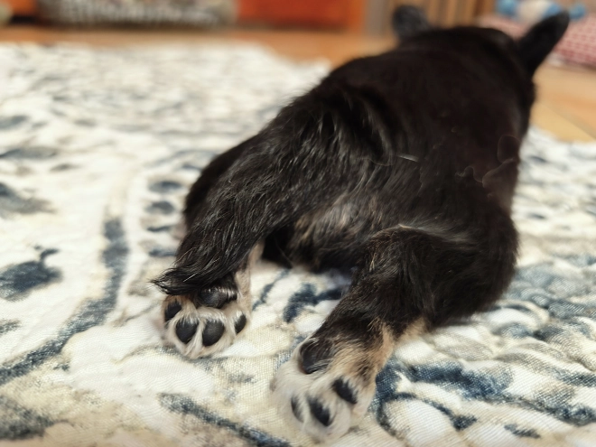 Chihuahua Welpe kaufen