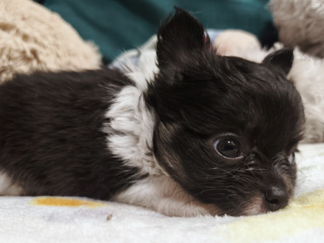 Chihuahua Welpe kaufen