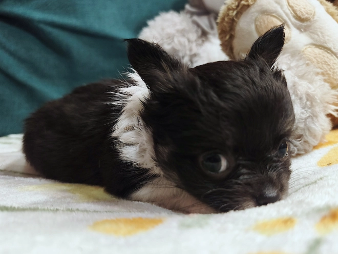 Chihuahua Welpe kaufen