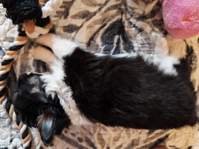 Chihuahua Welpe kaufen