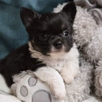 Zseton, black and white Chihuahua Welpen kaufen