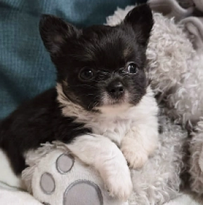 Chihuahua Welpe kaufen