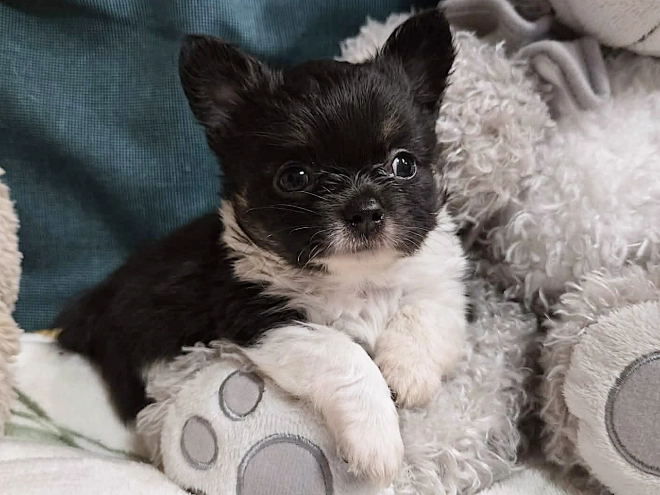 Chihuahua Welpe kaufen