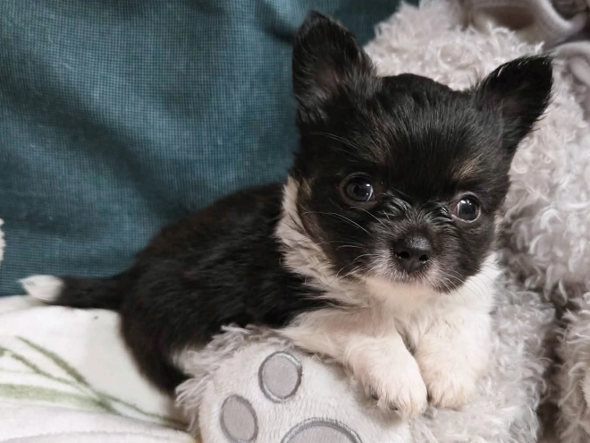 Chihuahua Welpe kaufen