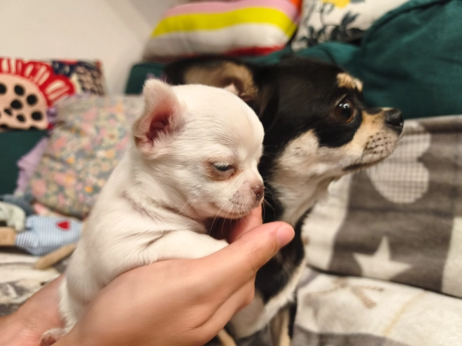 Chihuahua Welpe kaufen