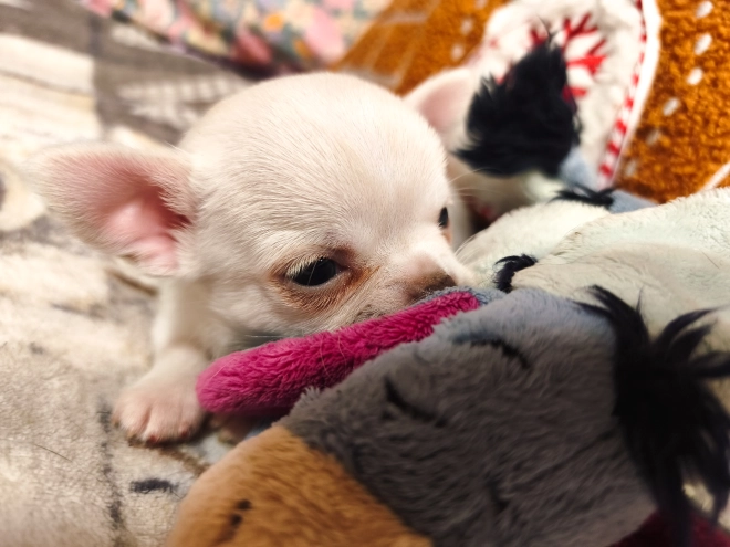 Chihuahua Welpe kaufen