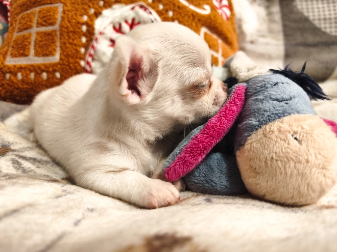 Chihuahua Welpe kaufen