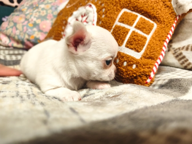 Chihuahua Welpe kaufen