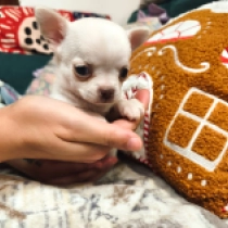 Cerna, white Chihuahua Welpen kaufen