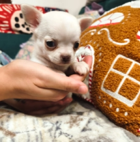 Chihuahua Welpe kaufen