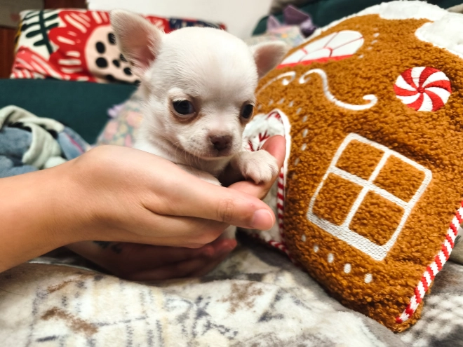 Chihuahua Welpe kaufen