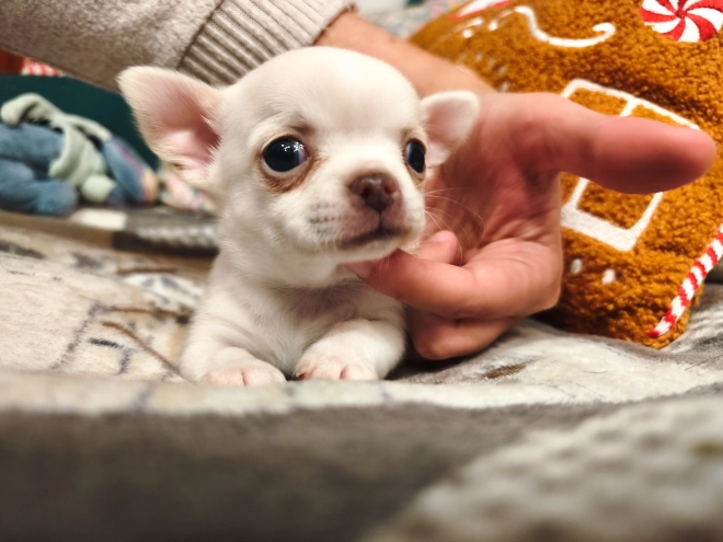 Chihuahua Welpe kaufen