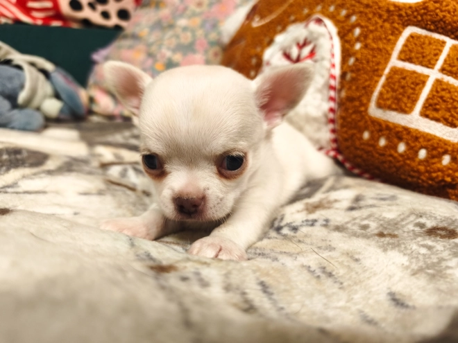 Chihuahua Welpe kaufen