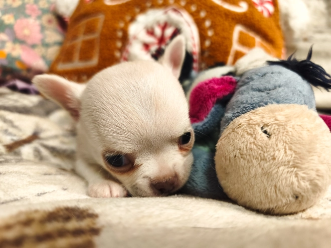 Chihuahua Welpe kaufen