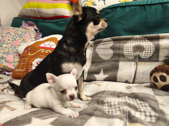 Chihuahua Welpe kaufen