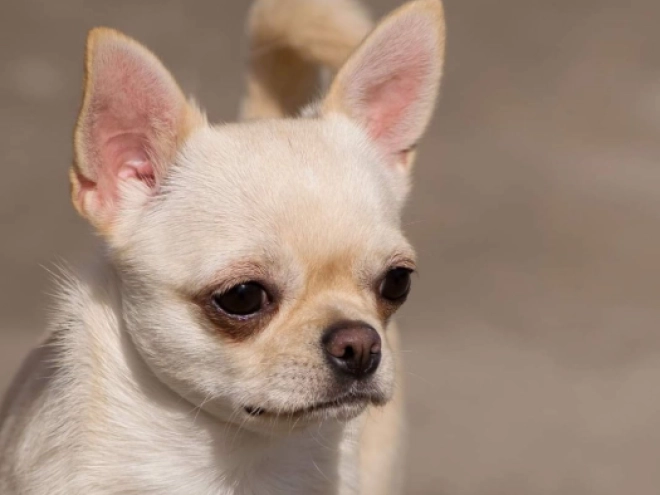 Perros Chihuahua en venta