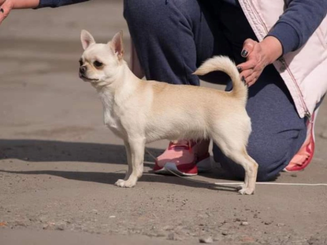 Perros Chihuahua en venta