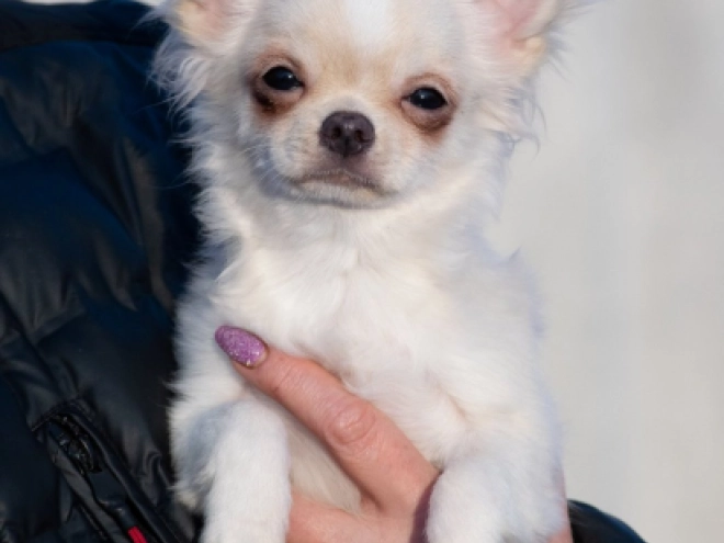 Chihuahua Welpe zu verkaufen