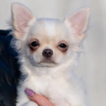 Chihuahua puppy for sale
