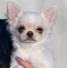Chihuahua Welpe zu verkaufen
