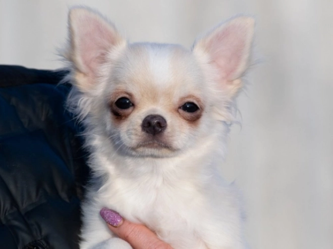 Chihuahua Welpe zu verkaufen