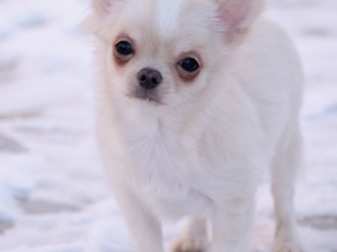 Chihuahua Welpe zu verkaufen
