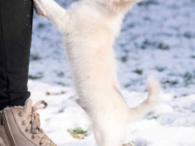 Chihuahua Welpe zu verkaufen