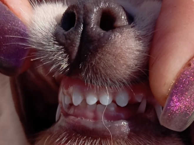 Chihuahua Welpe zu verkaufen