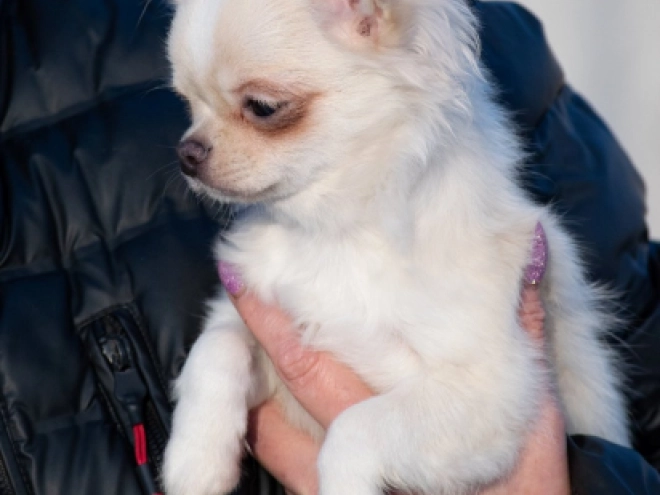 Chihuahua Welpe zu verkaufen