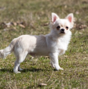 Chihuahua puppy for sale