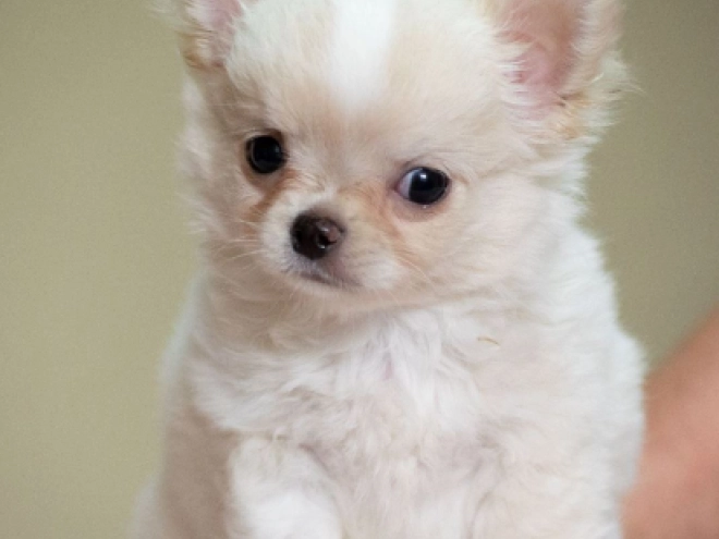 Chihuahua Welpe zu verkaufen