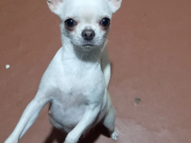 Chihuahua Welpe zu verkaufen