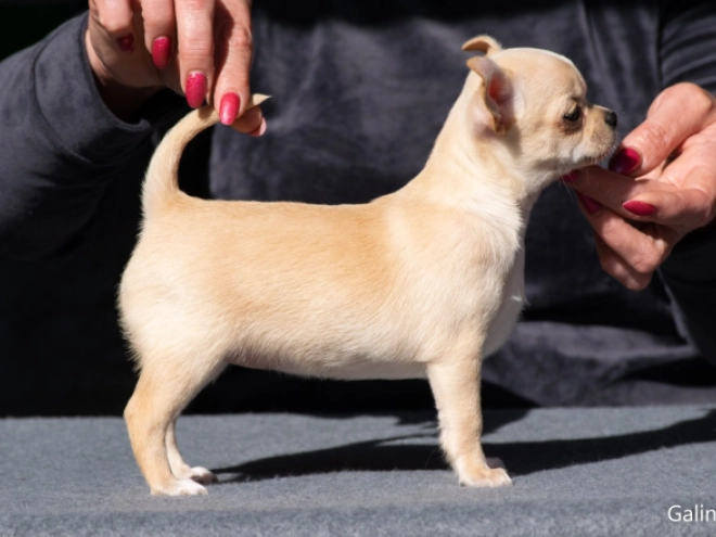 Perros Chihuahua en venta