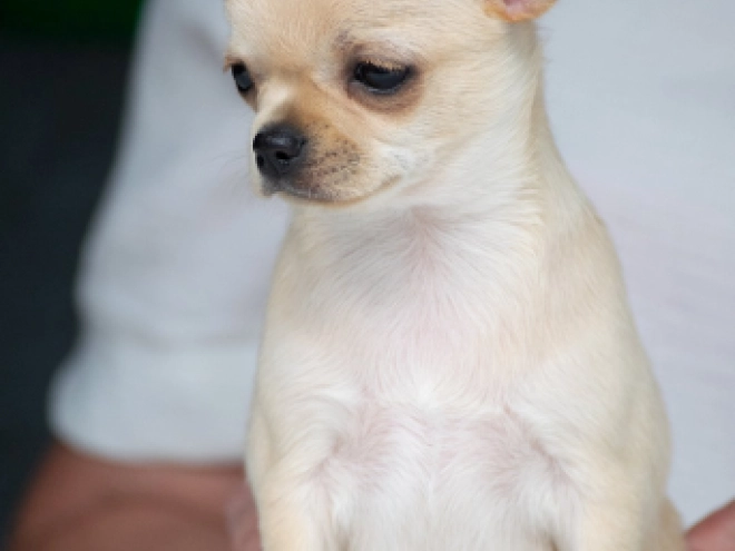 Perros Chihuahua en venta