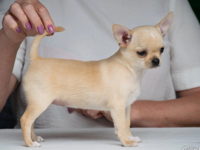 Perros Chihuahua en venta