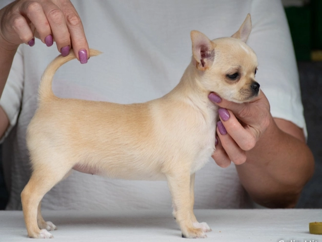 Perros Chihuahua en venta