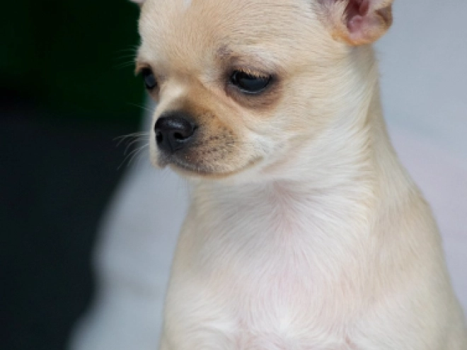 Perros Chihuahua en venta