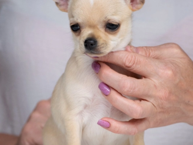 Perros Chihuahua en venta