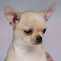Dinky Taco Bell, beige Chihuahua for sale