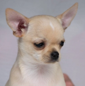 Chihuahua Welpe kaufen