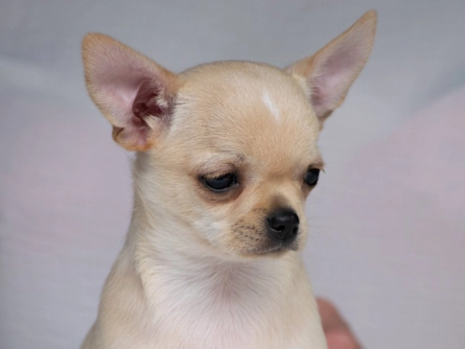 Perros Chihuahua en venta