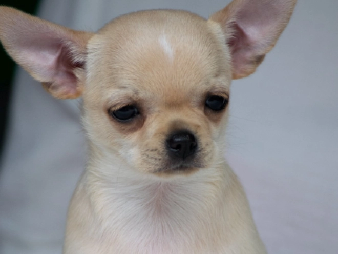 Perros Chihuahua en venta