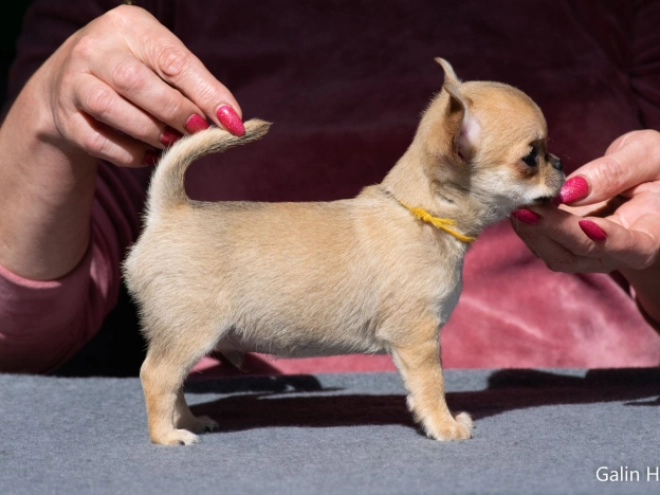 Chihuahua puppy for sale