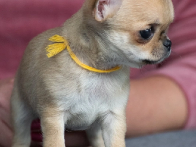 Chihuahua puppy for sale